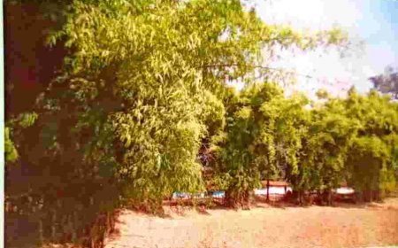 संवरेंगे बिगड़े बांस के वन : बसोड़ों, पानबरेजा परिवारों और हस्तशिल्प कारीगरों को मिलेगा लाभ