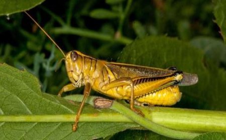 बाड़मेर: रेगिस्तान में टिड्डी का खतरा ! बीकानेर में सर्वे में दिखी वयस्क टिड्डी