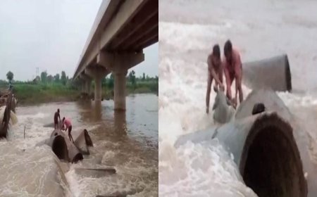 नाले के तेज बहाव में फंसी थी गाय, शिक्षकों ने बचाई जान