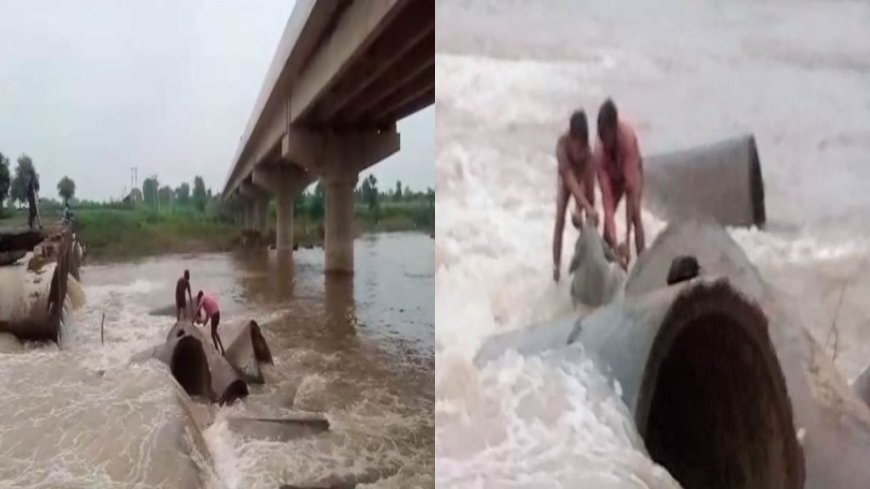 नाले के तेज बहाव में फंसी थी गाय, शिक्षकों ने बचाई जान